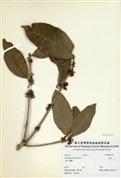 藏品(桂花)的圖片